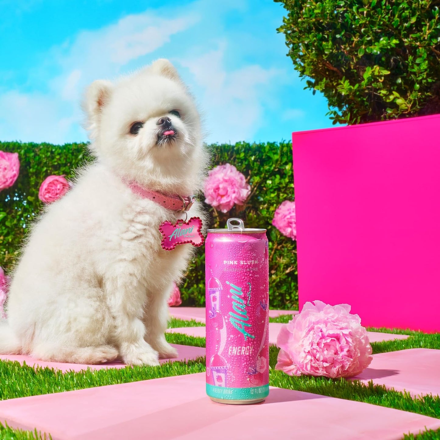 Alani Nu: PINK SLUSH, Sugar Free Low Calorie Energy Drinks, Paris Hilton x Alani Nu, 12 oz. Cans, 12 Pack
